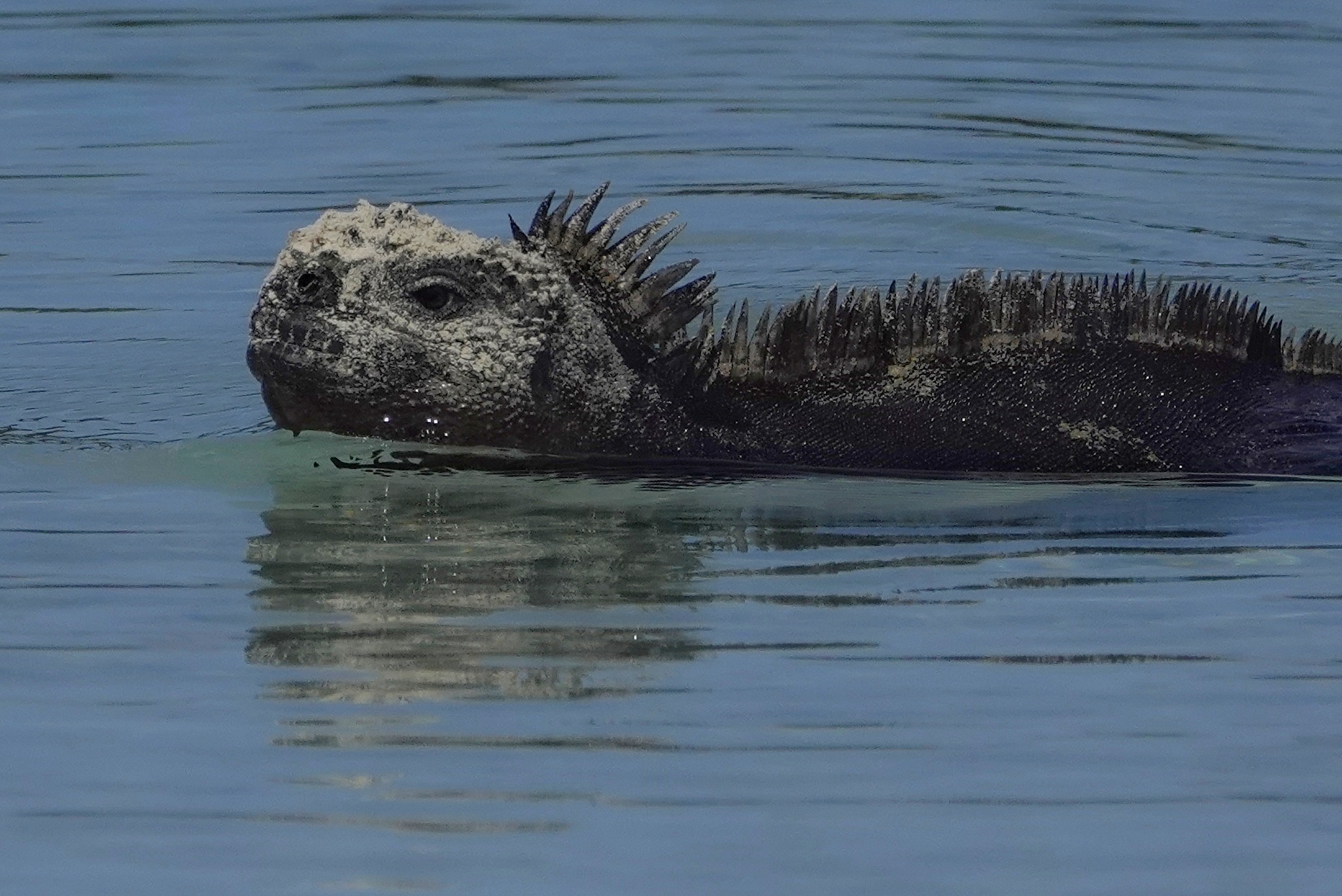 Loutre de mer